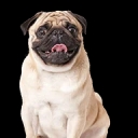 Pet care